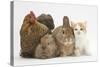 Partridge Pekin Bantam with Kitten, Sandy Netherland Dwarf-Cross and Baby Lionhead-Cross Rabbit-Mark Taylor-Stretched Canvas