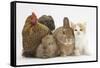 Partridge Pekin Bantam with Kitten, Sandy Netherland Dwarf-Cross and Baby Lionhead-Cross Rabbit-Mark Taylor-Framed Stretched Canvas