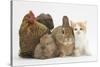 Partridge Pekin Bantam with Kitten, Sandy Netherland Dwarf-Cross and Baby Lionhead-Cross Rabbit-Mark Taylor-Stretched Canvas