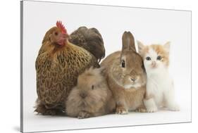 Partridge Pekin Bantam with Kitten, Sandy Netherland Dwarf-Cross and Baby Lionhead-Cross Rabbit-Mark Taylor-Stretched Canvas