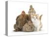 Partridge Pekin Bantam with Kitten, Sandy Netherland Dwarf-Cross and Baby Lionhead-Cross Rabbit-Mark Taylor-Stretched Canvas