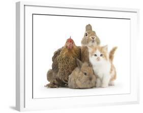 Partridge Pekin Bantam with Kitten, Sandy Netherland Dwarf-Cross and Baby Lionhead-Cross Rabbit-Mark Taylor-Framed Photographic Print