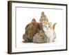 Partridge Pekin Bantam with Kitten, Sandy Netherland Dwarf-Cross and Baby Lionhead-Cross Rabbit-Mark Taylor-Framed Photographic Print