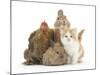 Partridge Pekin Bantam with Kitten, Sandy Netherland Dwarf-Cross and Baby Lionhead-Cross Rabbit-Mark Taylor-Mounted Photographic Print