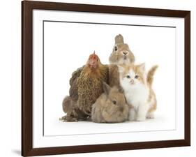 Partridge Pekin Bantam with Kitten, Sandy Netherland Dwarf-Cross and Baby Lionhead-Cross Rabbit-Mark Taylor-Framed Photographic Print