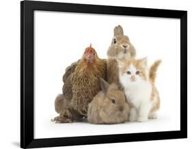 Partridge Pekin Bantam with Kitten, Sandy Netherland Dwarf-Cross and Baby Lionhead-Cross Rabbit-Mark Taylor-Framed Photographic Print