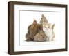 Partridge Pekin Bantam with Kitten, Sandy Netherland Dwarf-Cross and Baby Lionhead-Cross Rabbit-Mark Taylor-Framed Photographic Print