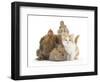 Partridge Pekin Bantam with Kitten, Sandy Netherland Dwarf-Cross and Baby Lionhead-Cross Rabbit-Mark Taylor-Framed Photographic Print