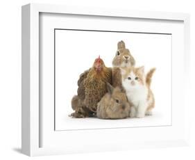 Partridge Pekin Bantam with Kitten, Sandy Netherland Dwarf-Cross and Baby Lionhead-Cross Rabbit-Mark Taylor-Framed Photographic Print