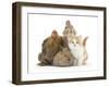 Partridge Pekin Bantam with Kitten, Sandy Netherland Dwarf-Cross and Baby Lionhead-Cross Rabbit-Mark Taylor-Framed Photographic Print