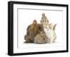 Partridge Pekin Bantam with Kitten, Sandy Netherland Dwarf-Cross and Baby Lionhead-Cross Rabbit-Mark Taylor-Framed Photographic Print