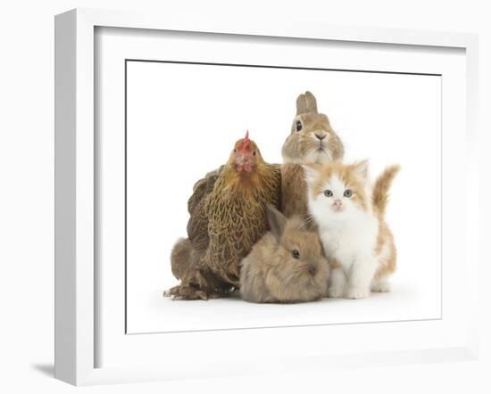 Partridge Pekin Bantam with Kitten, Sandy Netherland Dwarf-Cross and Baby Lionhead-Cross Rabbit-Mark Taylor-Framed Photographic Print