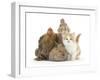 Partridge Pekin Bantam with Kitten, Sandy Netherland Dwarf-Cross and Baby Lionhead-Cross Rabbit-Mark Taylor-Framed Photographic Print