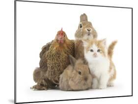 Partridge Pekin Bantam with Kitten, Sandy Netherland Dwarf-Cross and Baby Lionhead-Cross Rabbit-Mark Taylor-Mounted Photographic Print