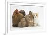 Partridge Pekin Bantam with Kitten, Sandy Netherland Dwarf-Cross and Baby Lionhead-Cross Rabbit-Mark Taylor-Framed Photographic Print