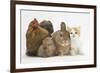 Partridge Pekin Bantam with Kitten, Sandy Netherland Dwarf-Cross and Baby Lionhead-Cross Rabbit-Mark Taylor-Framed Photographic Print