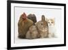 Partridge Pekin Bantam with Kitten, Sandy Netherland Dwarf-Cross and Baby Lionhead-Cross Rabbit-Mark Taylor-Framed Photographic Print