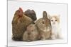 Partridge Pekin Bantam with Kitten, Sandy Netherland Dwarf-Cross and Baby Lionhead-Cross Rabbit-Mark Taylor-Mounted Photographic Print