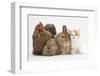 Partridge Pekin Bantam with Kitten, Sandy Netherland Dwarf-Cross and Baby Lionhead-Cross Rabbit-Mark Taylor-Framed Photographic Print