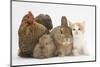 Partridge Pekin Bantam with Kitten, Sandy Netherland Dwarf-Cross and Baby Lionhead-Cross Rabbit-Mark Taylor-Mounted Photographic Print