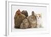 Partridge Pekin Bantam with Kitten, Sandy Netherland Dwarf-Cross and Baby Lionhead-Cross Rabbit-Mark Taylor-Framed Photographic Print