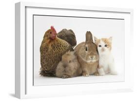 Partridge Pekin Bantam with Kitten, Sandy Netherland Dwarf-Cross and Baby Lionhead-Cross Rabbit-Mark Taylor-Framed Photographic Print