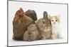 Partridge Pekin Bantam with Kitten, Sandy Netherland Dwarf-Cross and Baby Lionhead-Cross Rabbit-Mark Taylor-Mounted Photographic Print