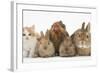 Partridge Pekin Bantam with Kitten, Sandy Netherland Dwarf-Cross and Baby Lionhead-Cross Rabbit-Mark Taylor-Framed Photographic Print