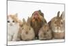 Partridge Pekin Bantam with Kitten, Sandy Netherland Dwarf-Cross and Baby Lionhead-Cross Rabbit-Mark Taylor-Mounted Photographic Print