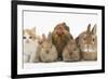 Partridge Pekin Bantam with Kitten, Sandy Netherland Dwarf-Cross and Baby Lionhead-Cross Rabbit-Mark Taylor-Framed Photographic Print