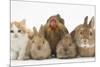 Partridge Pekin Bantam with Kitten, Sandy Netherland Dwarf-Cross and Baby Lionhead-Cross Rabbit-Mark Taylor-Mounted Photographic Print