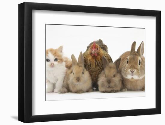 Partridge Pekin Bantam with Kitten, Sandy Netherland Dwarf-Cross and Baby Lionhead-Cross Rabbit-Mark Taylor-Framed Photographic Print