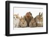 Partridge Pekin Bantam with Kitten, Sandy Netherland Dwarf-Cross and Baby Lionhead-Cross Rabbit-Mark Taylor-Framed Photographic Print