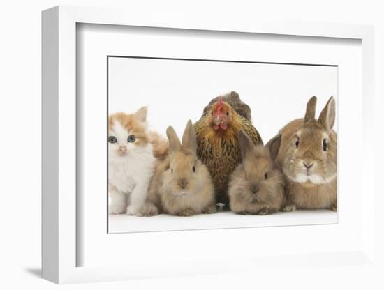 Partridge Pekin Bantam with Kitten, Sandy Netherland Dwarf-Cross and Baby Lionhead-Cross Rabbit-Mark Taylor-Framed Photographic Print