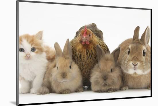 Partridge Pekin Bantam with Kitten, Sandy Netherland Dwarf-Cross and Baby Lionhead-Cross Rabbit-Mark Taylor-Mounted Photographic Print