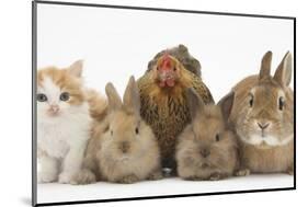 Partridge Pekin Bantam with Kitten, Sandy Netherland Dwarf-Cross and Baby Lionhead-Cross Rabbit-Mark Taylor-Mounted Photographic Print