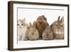 Partridge Pekin Bantam with Kitten, Sandy Netherland Dwarf-Cross and Baby Lionhead-Cross Rabbit-Mark Taylor-Framed Photographic Print