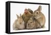 Partridge Pekin Bantam with Sandy Netherland Dwarf-Cross Rabbit, and Baby Lionhead Cross Rabbits-Mark Taylor-Framed Stretched Canvas