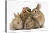 Partridge Pekin Bantam with Sandy Netherland Dwarf-Cross Rabbit, and Baby Lionhead Cross Rabbits-Mark Taylor-Stretched Canvas