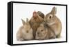 Partridge Pekin Bantam with Sandy Netherland Dwarf-Cross Rabbit, and Baby Lionhead Cross Rabbits-Mark Taylor-Framed Stretched Canvas