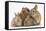 Partridge Pekin Bantam with Sandy Netherland Dwarf-Cross Rabbit, and Baby Lionhead Cross Rabbits-Mark Taylor-Framed Stretched Canvas