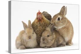 Partridge Pekin Bantam with Sandy Netherland Dwarf-Cross Rabbit, and Baby Lionhead Cross Rabbits-Mark Taylor-Stretched Canvas