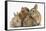Partridge Pekin Bantam with Sandy Netherland Dwarf-Cross Rabbit, and Baby Lionhead Cross Rabbits-Mark Taylor-Framed Stretched Canvas