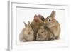 Partridge Pekin Bantam with Sandy Netherland Dwarf-Cross Rabbit, and Baby Lionhead Cross Rabbits-Mark Taylor-Framed Photographic Print