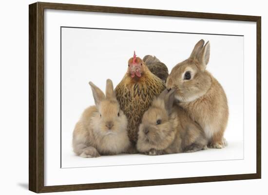 Partridge Pekin Bantam with Sandy Netherland Dwarf-Cross Rabbit, and Baby Lionhead Cross Rabbits-Mark Taylor-Framed Photographic Print