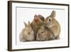 Partridge Pekin Bantam with Sandy Netherland Dwarf-Cross Rabbit, and Baby Lionhead Cross Rabbits-Mark Taylor-Framed Photographic Print