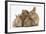 Partridge Pekin Bantam with Sandy Netherland Dwarf-Cross Rabbit, and Baby Lionhead Cross Rabbits-Mark Taylor-Framed Photographic Print