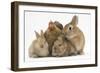 Partridge Pekin Bantam with Sandy Netherland Dwarf-Cross Rabbit, and Baby Lionhead Cross Rabbits-Mark Taylor-Framed Photographic Print