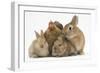 Partridge Pekin Bantam with Sandy Netherland Dwarf-Cross Rabbit, and Baby Lionhead Cross Rabbits-Mark Taylor-Framed Photographic Print