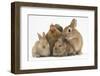 Partridge Pekin Bantam with Sandy Netherland Dwarf-Cross Rabbit, and Baby Lionhead Cross Rabbits-Mark Taylor-Framed Photographic Print